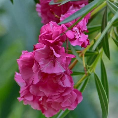 夜來香 花期|夜來香 (夾竹桃科)